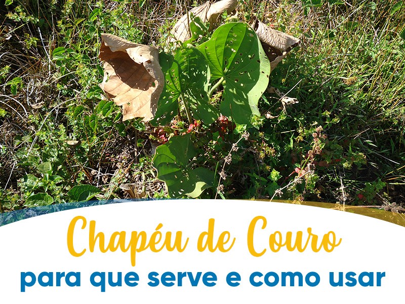 Chapu de Couro: para que serve e como usar